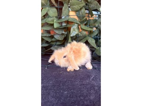 Safkan hollanda teddy lop tavşanlar