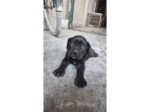 Orjinal cane corso dişi yavrularımız