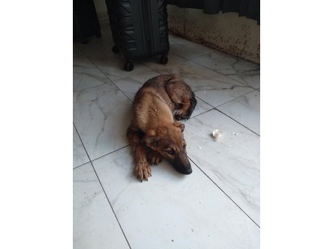 Sahibinden bakımlı köpeğimiz