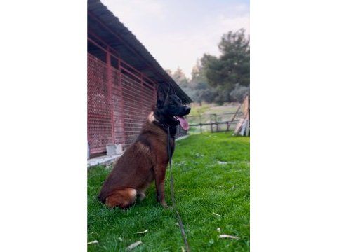 Kıf/fcı a şecereli malinois köpeklerimiz ailelerine hazır