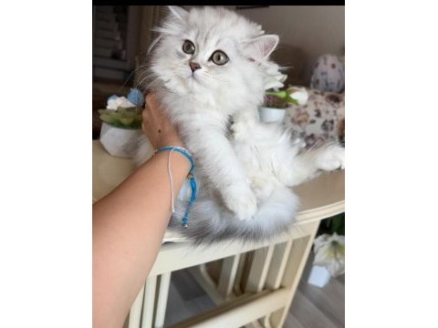 British longhair silver ns11