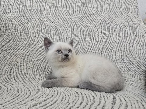 Blue point british shorthair erkek yavru