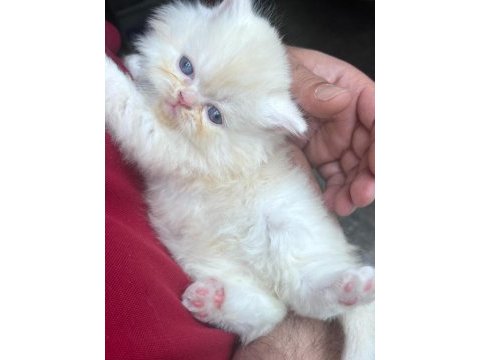 Chinchilla yavru kediler iki aylık