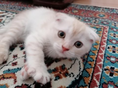 Scottish fold (2 paticik) ve british shorthair (1 paticik)