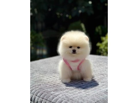 Pomeranian boo 