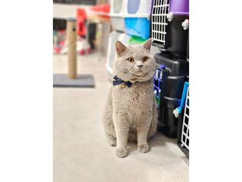 Koca kafalı british shorthair oğlum