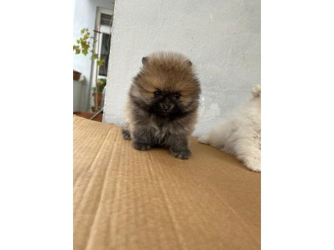 Pomeranian yavrularımız