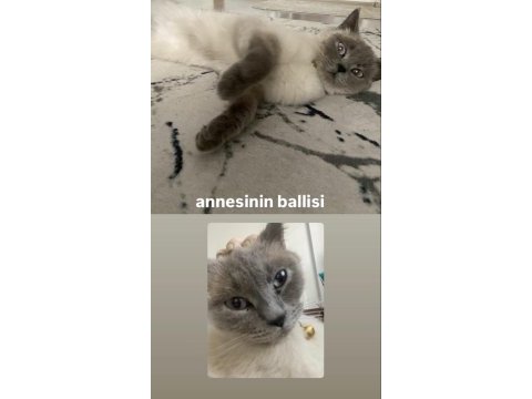 2 yaşında kedimizi sahiplendirme