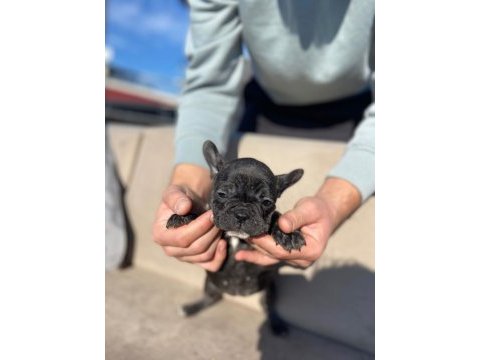 Haskan french bulldog yavrularımızı sahiplendiriyoruz