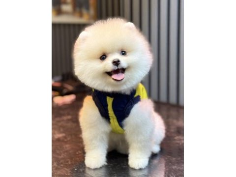 Gülen yüz ayı surat erkek pomeranian boo
