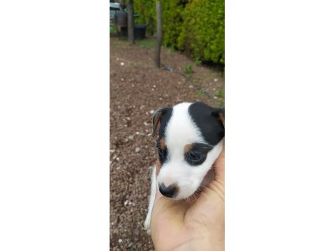 2 aylık jack russell safkan