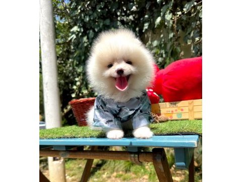 Safkan pomeranian bebekler