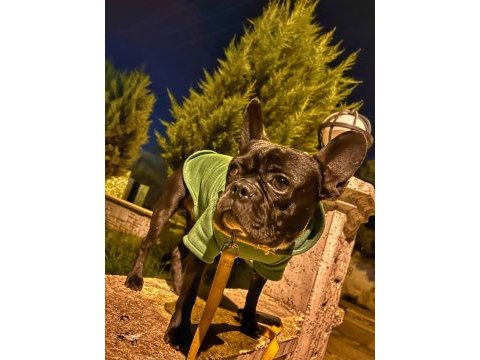Oğlumu sahiplendiriyorum french bulldog