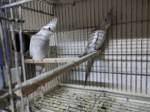 Yavru sultan papağanı 2 aylık