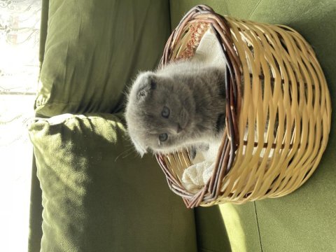 Yuvarlak suratlı sevimli scottish fold yavrumuz