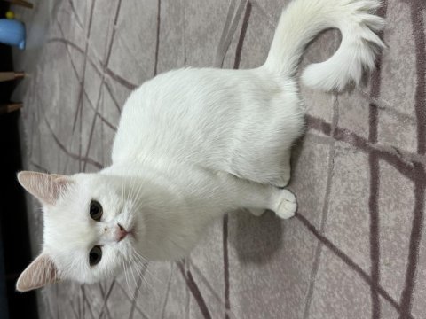 1,5 yaş dişi british shorthair