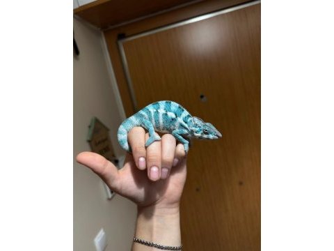 Panter bukalemun