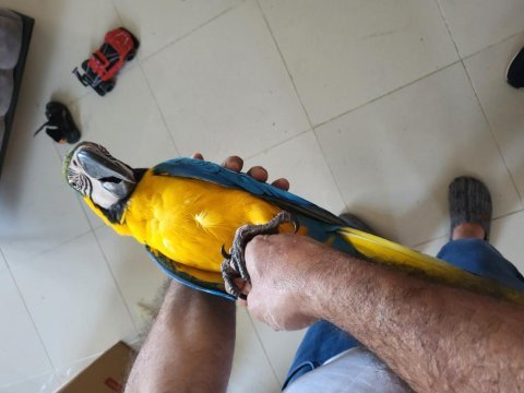 Bebek yetişkin ara papağanları