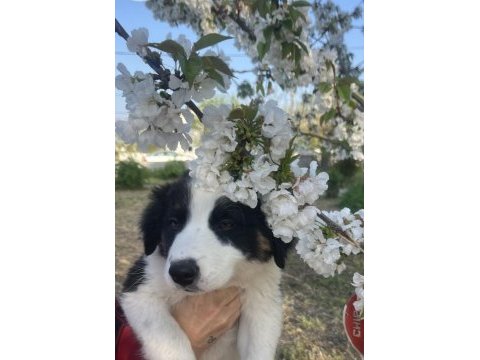 Sevimli border collie yavrular