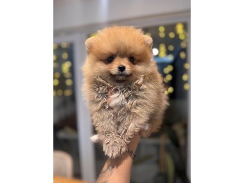 Minicik pomeranian boo