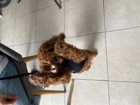 Toy poodle erkek köpeğimiz