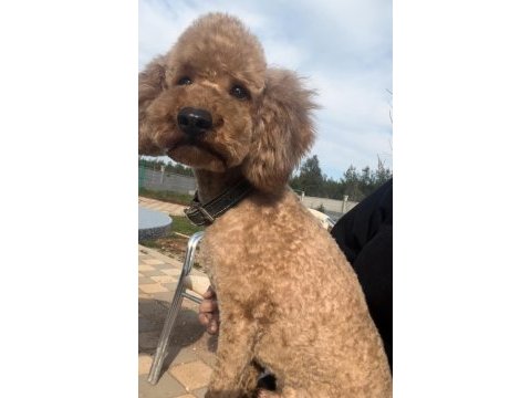 Yetişkin orjinal toy poodle erkek eğitimli