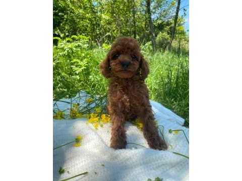 Erkek toy poodle bebekler
