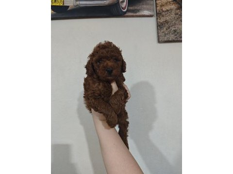 Kendi kızımın poodle yavruları