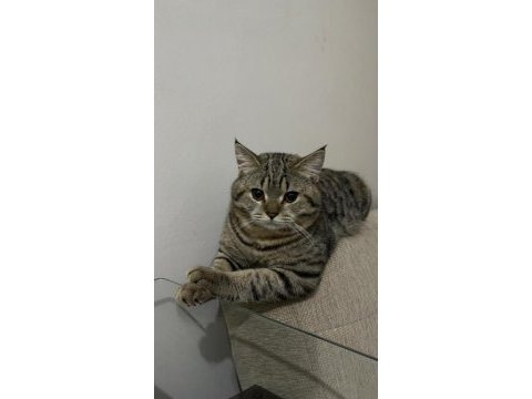 British shorthair