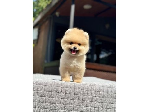 Yavru pomeranian boolarımız