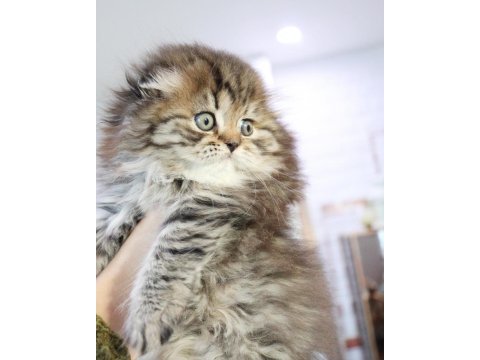 Muhteşem scottish fold golden tabby