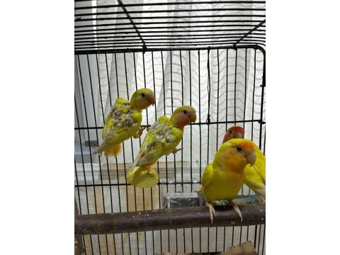 Özel bakımlı ev kuşları