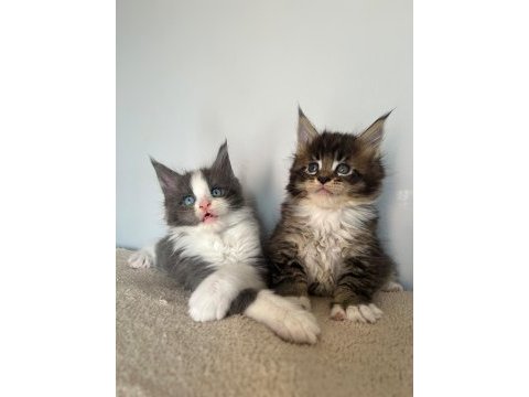 Sağlık ve ırk garantili minik maine coon devler
