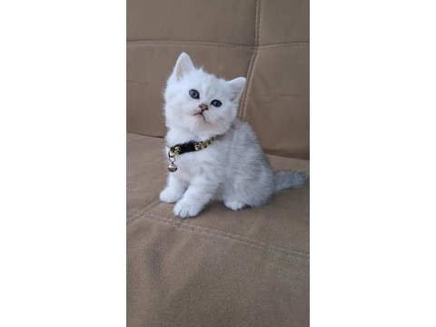 Scottish fold longhair a kalite kusur anatomi