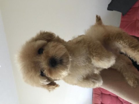 Çok özel maltipoo yavrularımız