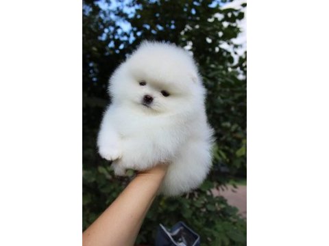 Pomeranian yavrular