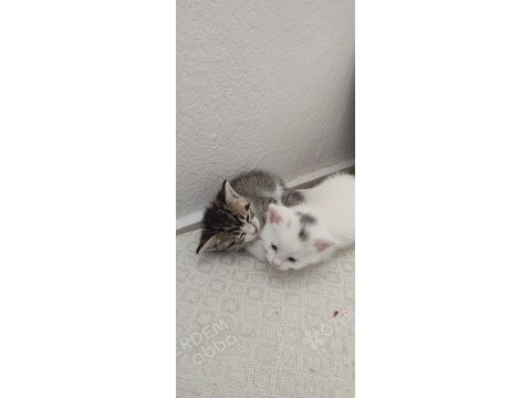 Ömürlük yuvasını arayan kedilerimiz