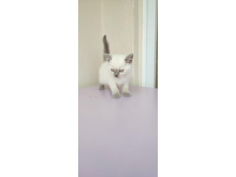 2 aylık dişi blue point british shorthair