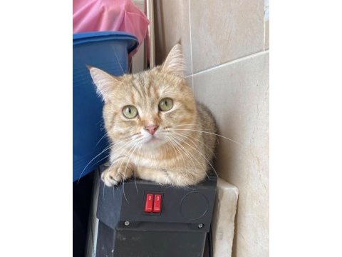 Yuvasını arayan güzellik british shorthair