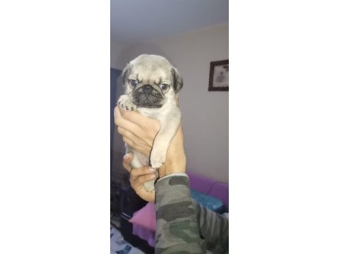 Pug köpeğimiz için ararsanız sevinirim