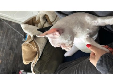 French bulldog dişi 5 aylık