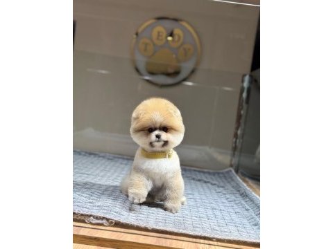 Yavru pomeranian boo köpeklerimiz