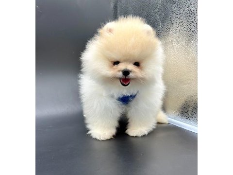 Safkan pomeranian boo bebekler