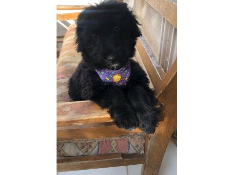 Maltese terrier yavru