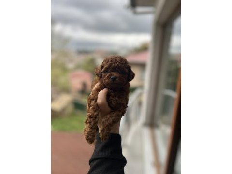 Harika dark brown poodle