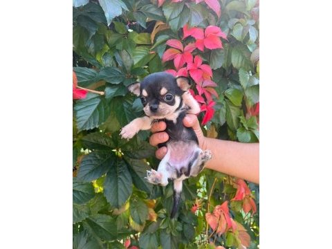 A kalite chihuahua bebekler