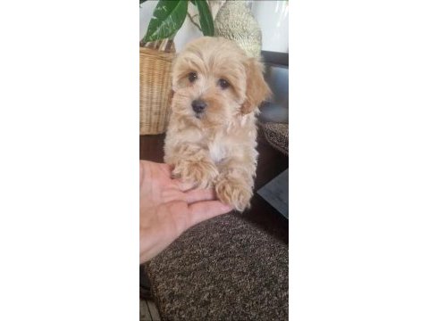 Ev üretimi maltipoo bebeklerimiz