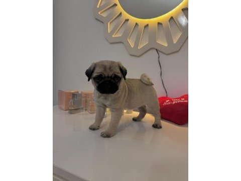 Tospik pug oyuncu dişi