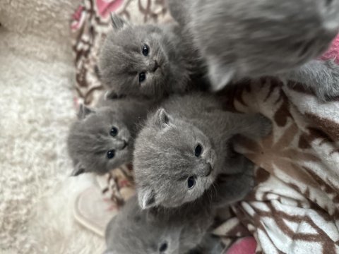Yavrular 45 günlük kırık kulak scottish fold