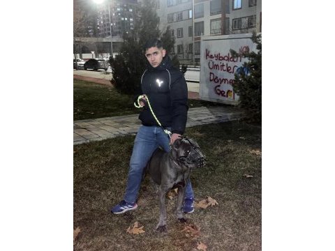 3 yaşında erkek cane corso evladımız